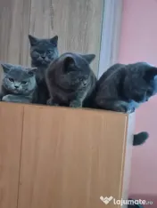 British Shorthair Blue Puiuți, masculi si femele,imediat disponibili 