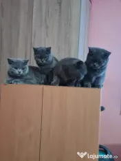 British Shorthair Blue Puiuți, masculi si femele,imediat disponibili 