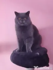 British Shorthair Blue Puiuți, masculi si femele,imediat disponibili 
