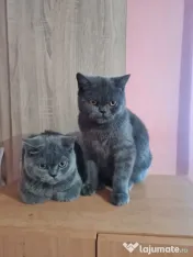 British Shorthair Blue Puiuți, masculi si femele,imediat disponibili 