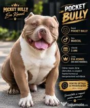 Pocket Bully mascul 
