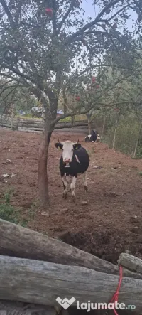 Vacă la prima fătare 