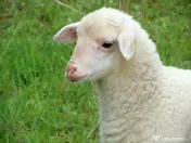 Miel de vanzare. la alegere din 2, mai mare si mai mic