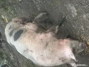 Porci de vânzare 