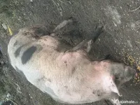 Porci de vânzare 
