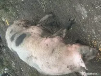 Porci de vânzare