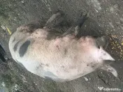 Porci de vânzare 