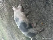 Porci de vânzare 