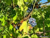 Casa cu 682mp teren intravilan, Simeria, Sfantu Gheorghe