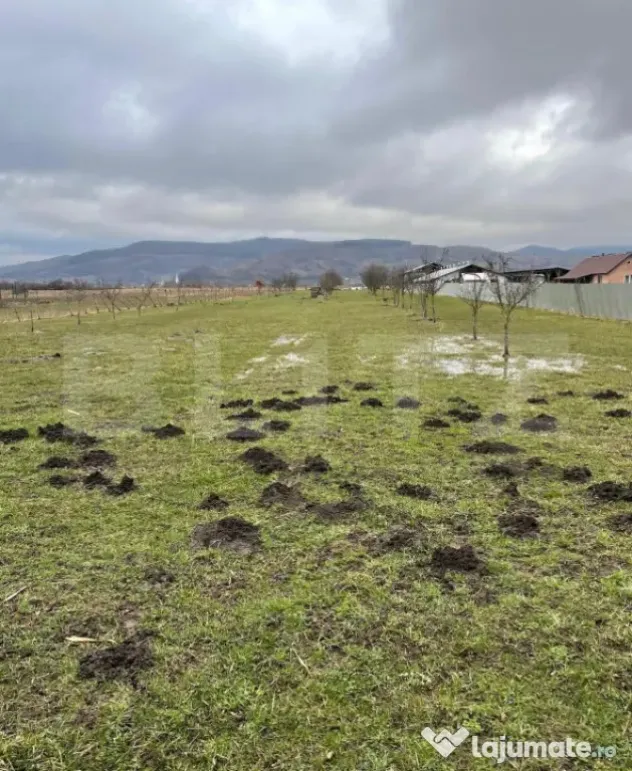 Teren 56 ari, Brâncovenești - Brancovenesti (Mures)