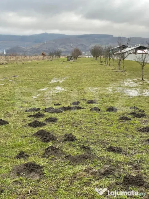 Teren 56 ari, Brâncovenești - Brancovenesti (Mures)