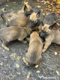 Vând pui de Ciobanesc Belgian Malinois