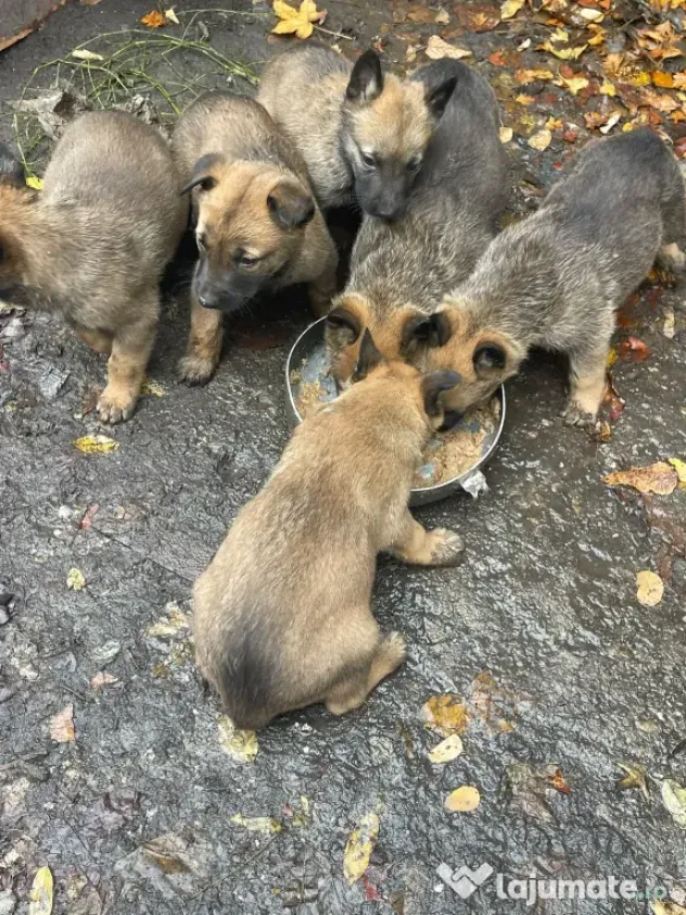 Vând pui de Ciobanesc Belgian Malinois