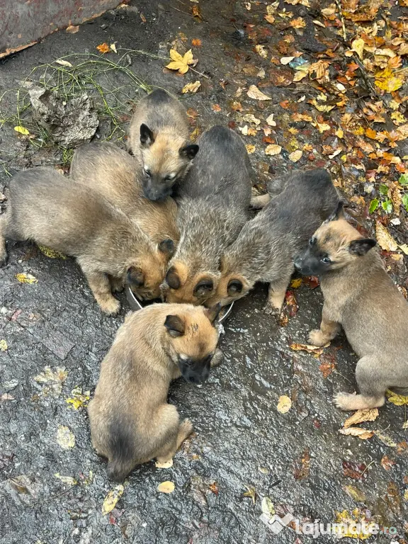 Vând pui de Ciobanesc Belgian Malinois