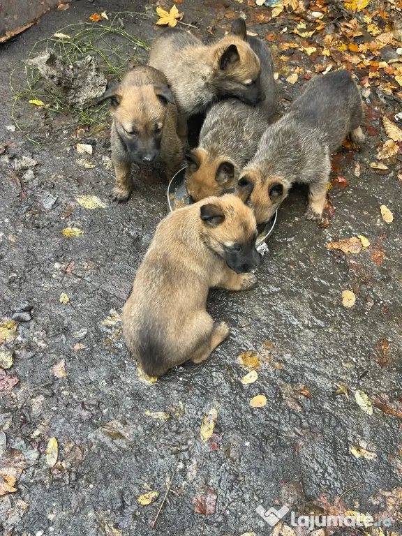 Vând pui de Ciobanesc Belgian Malinois
