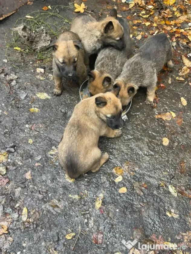 Vând pui de Ciobanesc Belgian Malinois