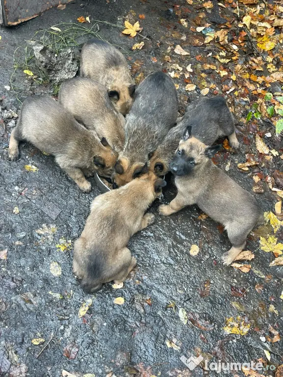 Vând pui de Ciobanesc Belgian Malinois