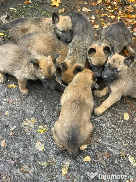 Vând pui de Ciobanesc Belgian Malinois