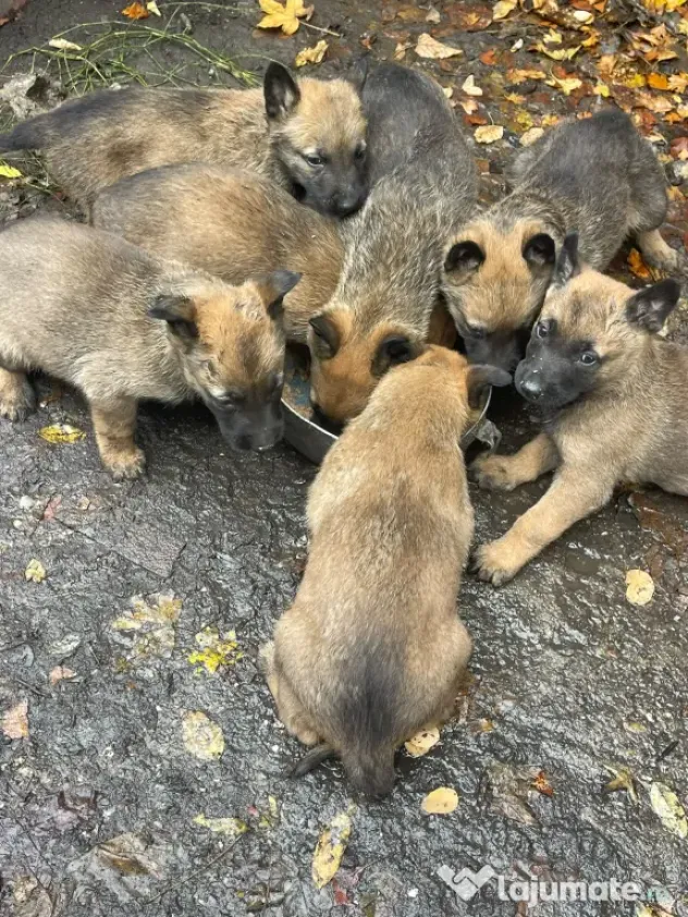 Vând pui de Ciobanesc Belgian Malinois