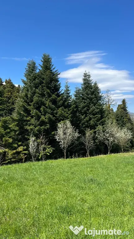 De vanzare teren in zona de munte 2100 mp - Putna (Suceava)
