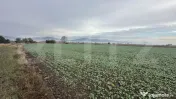 OPORTUNITATE DE INVESTIȚIE – COMPLEX DE PESTE 4,2 HA CU I 