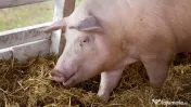 Porci rasa de carne Marele Alb 