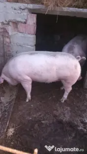 Porci rasa de carne Marele Alb 