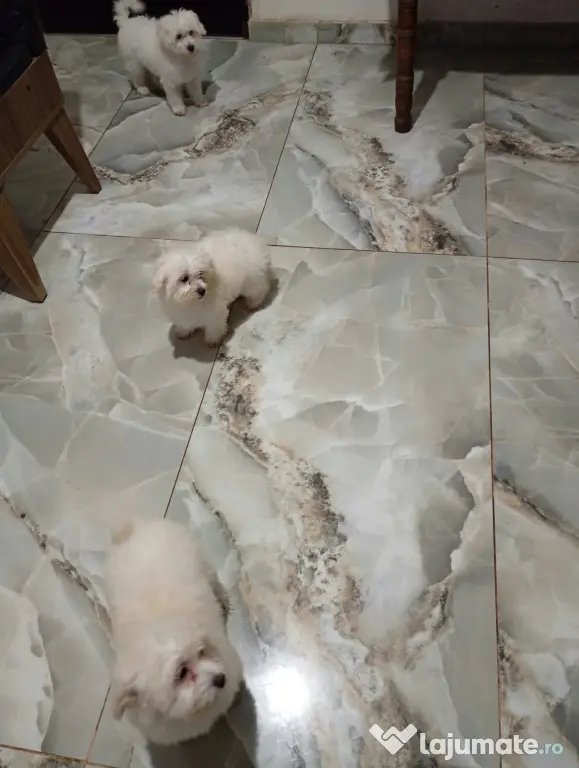 Bichon Maltez 3 cățeluși