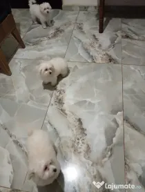 Bichon Maltez 3 cățeluși