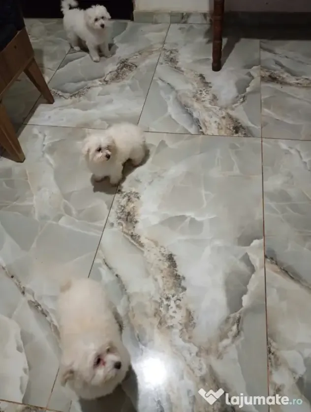 Bichon Maltez 3 cățeluși