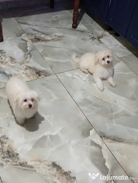 Bichon Maltez 3 cățeluși