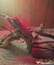 Vand agama cu barba - animal de companie, adulta, terariu si accesorii 