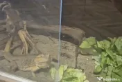 Vand agama cu barba - animal de companie, adulta, terariu si accesorii 