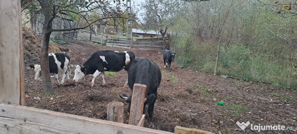 Vând două vaci cu vițele