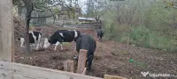 Vând două vaci cu vițele