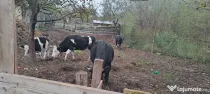Vând două vaci cu vițele