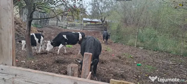 Vând două vaci cu vițele