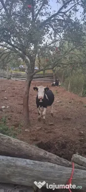 Vând două vaci cu vițele