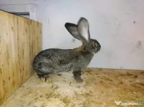 Iepurasi Femele 5 luni de vanzare
