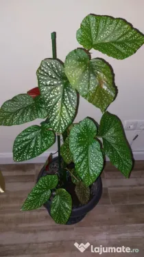 Vând Begonia Maculata – 70 cm înălțime, cu ghiveci inclus