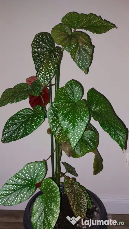 Vând Begonia Maculata – 70 cm înălțime, cu ghiveci inclus