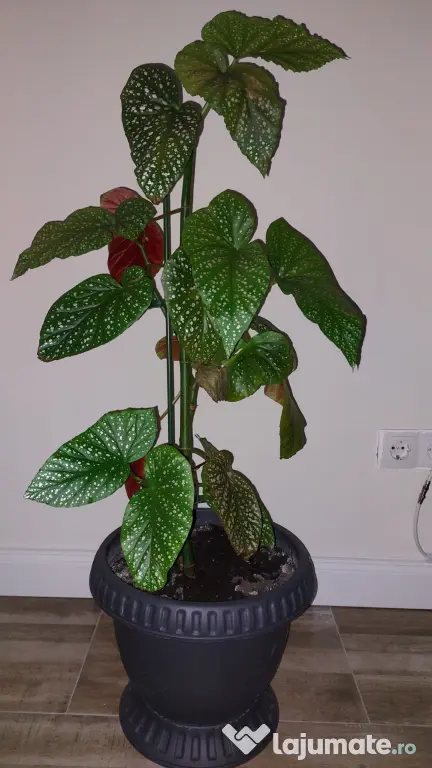 Vând Begonia Maculata – 70 cm înălțime, cu ghiveci inclus