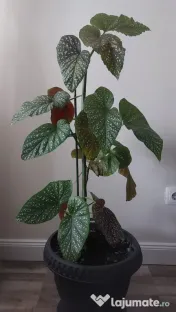 Vând Begonia Maculata – 70 cm înălțime, cu ghiveci inclus