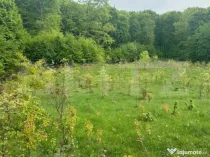 Teren pretabil constructie casa, hala langa centura, Radauti