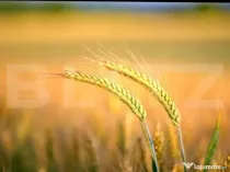 Teren agricol extravilan, 1585 Ha, zona Valea Muresului