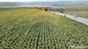 Teren 3,500mp Ilisesti / Strada Principala 