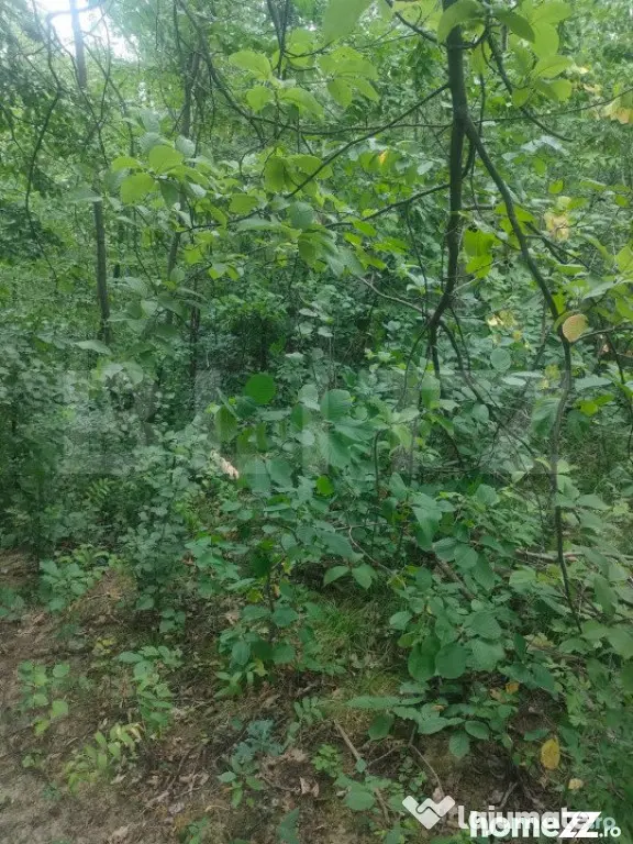 Teren intravilan, 5857 mp, Baltati, Horodnicu de Sus - Horodnic (Suceava)
