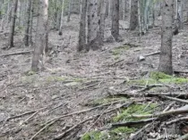 De vanzare pădure de molid, 17.500 mp, zona Molid, județul