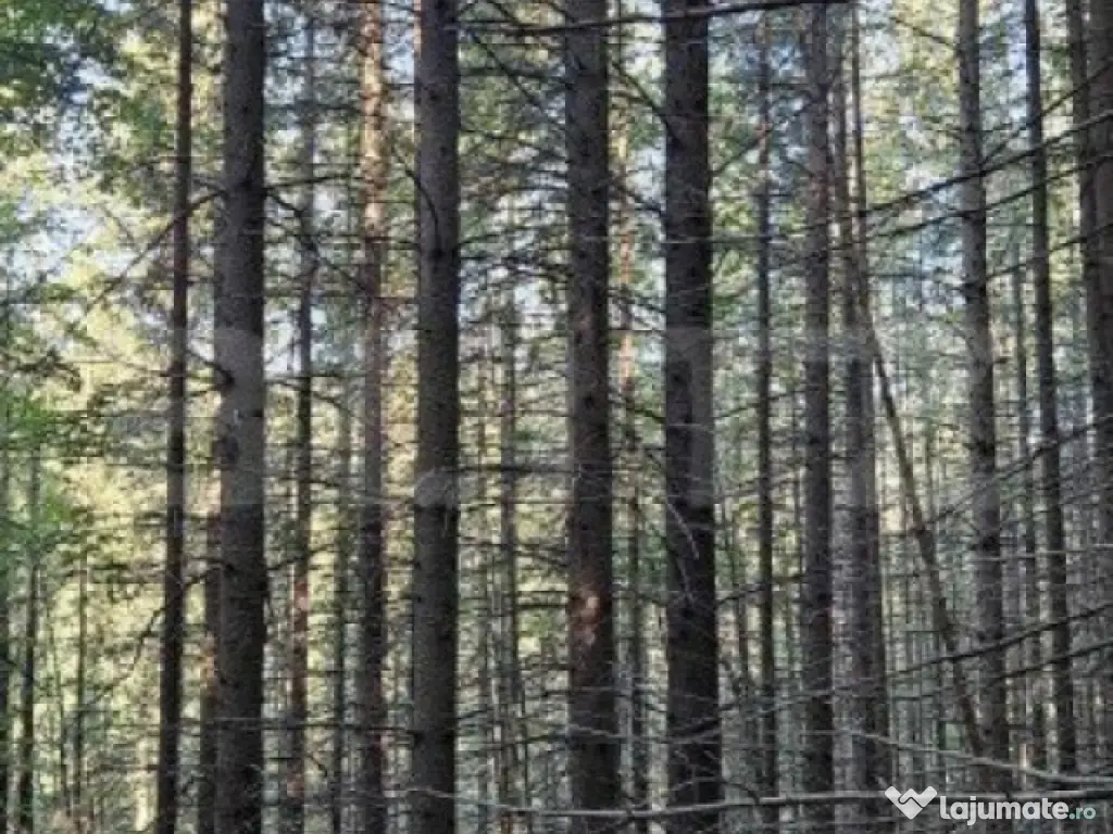 De vanzare pădure de molid, 17.500 mp, zona Molid, județul