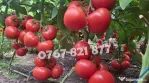 Vand Rasad | Rasaduri Rosii Rila, Inima de bou, Prekos, Kalina, Cherry